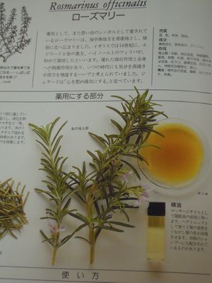 herb photo 016.jpg