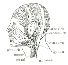 lymph.png